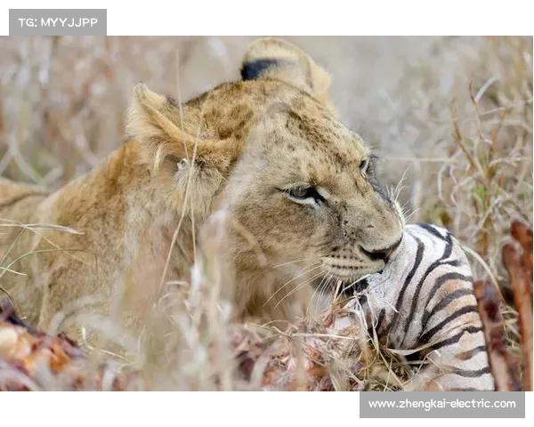 坚韧不拔的敌人如何通过巧妙策略实现逆袭并最终获得成功
