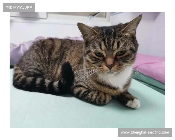 戴资颖晒宠物猫咪萌照引发粉丝热议 网友纷纷留言互动 戴资颖晒宠物猫咪萌照引发粉丝热议 网友纷纷留言互动